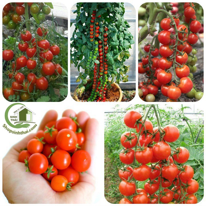 Hạt Giống Cà Chua Bi - Nảy Mầm Cực Chuẩn