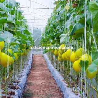 20H - HẠT GIỐNG DƯA LÊ VỎ VÀNG