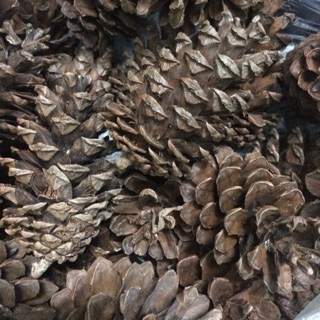 Quả thông khô size lớn