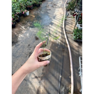 Cây giống măng tây dạng bầu