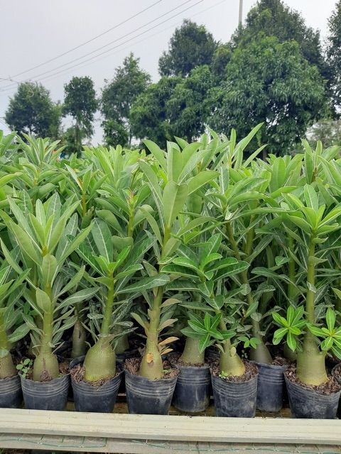 Cây sứ con giống - gieo từ hạt