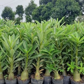 Cây sứ con giống - gieo từ hạt ( rễ trần)