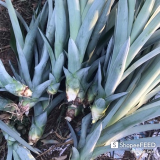 [Combo 10 hom] GIỐNG DỨA VÀNG MD2 trái lớn 2-3kg | KHÔNG GAI | chuẩn giống