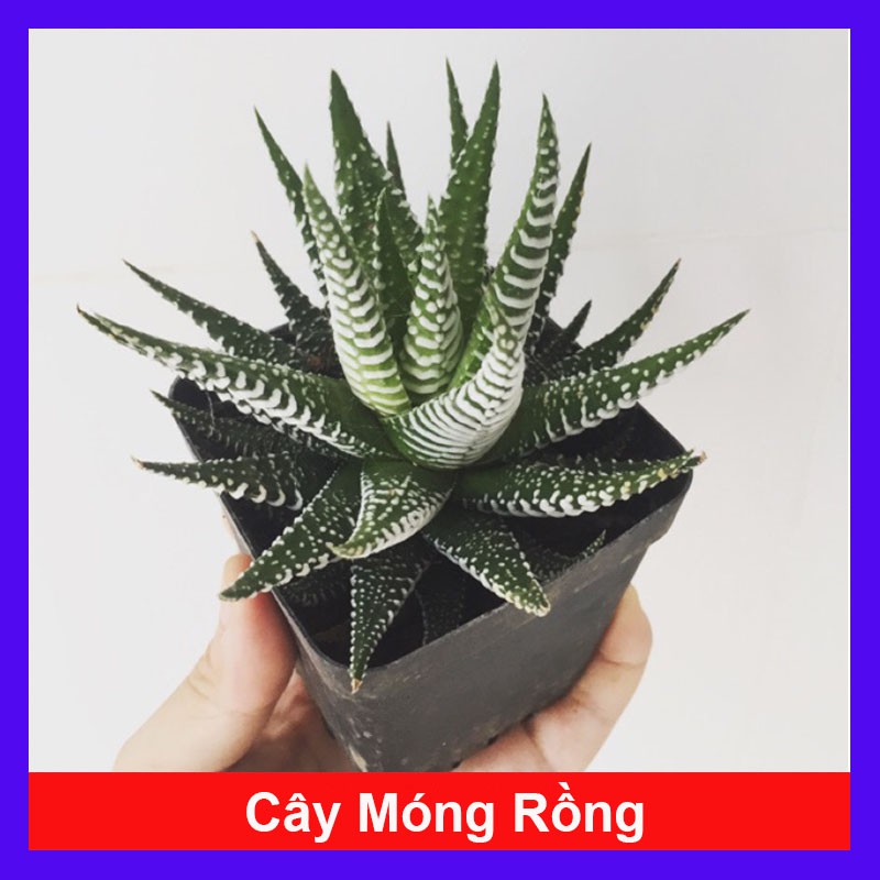 Cây Móng Rồng Sọc Vằn (Cây và chậu như hình)