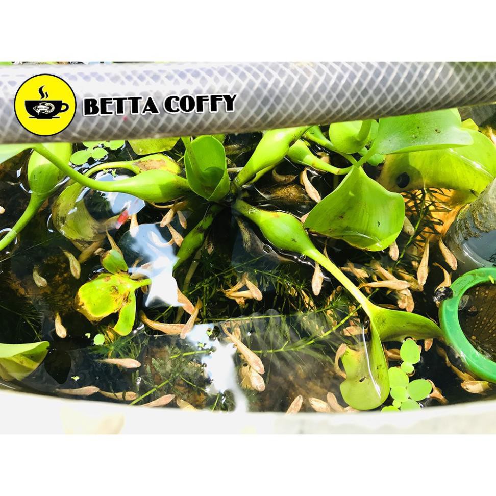 ⏩ VAN 1 CHIỀU CO2 - CHỐNG TRÀN - CHỐNG CHẢY NGƯỢC - BETTA COFFY