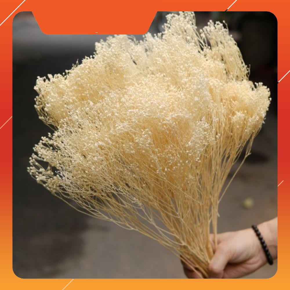 Hoa khô Baby Bloom Mỹ 6 màu cực đẹp (35gr)