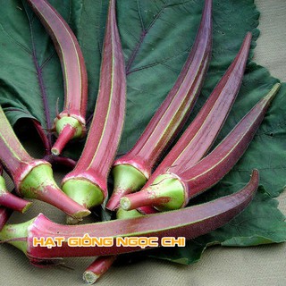 Hạt Giống Rau Đậu Bắp Đỏ - 5Gr