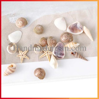 Vỏ Ốc Xà Cừ Size Nhỏ