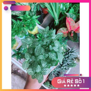 Cẩm Nhung Xanh Ưa Thích