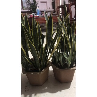 cây lưỡi hổ viền vàng