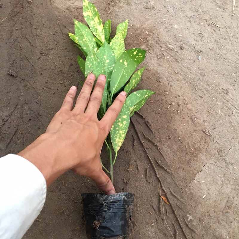 Cây cô tòng - Cây vàng chanh cao 18-20cm