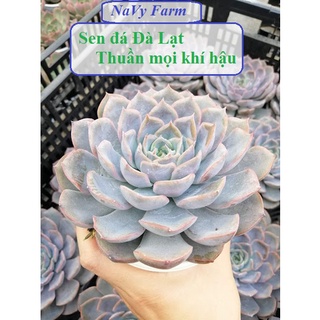 Sen đá Liên Đài Hồng, cây sen màu hồng phấn xinh xắn, đã thuần khí hậu size trung lớn hơn