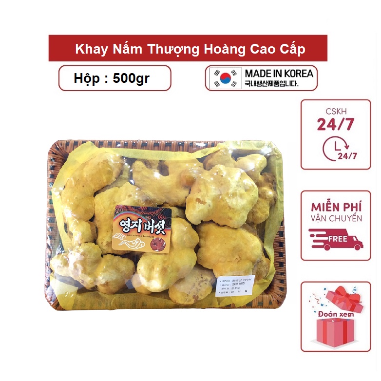 Khay Nấm Thượng Hoàng Cao Cấp Hàn Quốc khay 500gr [ Nấm Linh Chi _ Quà Tặng Cao Cấp ]