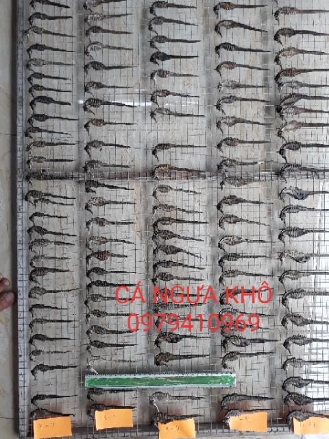 CÁ NGỰA KHÔ 10 con size 7-8cm cam kết chuẩn. Hải mã