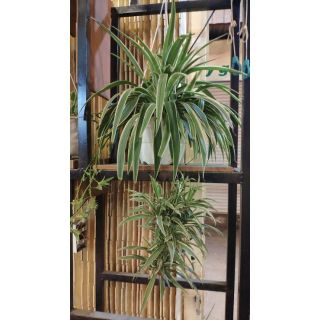 Cây cỏ nhện, cây dây nhện ( mua 5 tặng 1) - bầu đất, không chậu