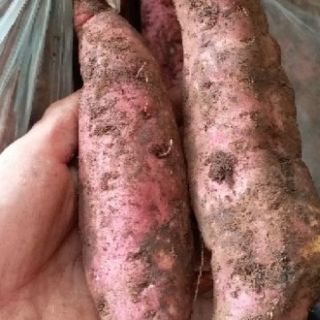 Khoai lang mật LOẠI LỚN tà nung đà lạt