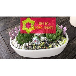 Chậu sứ cao cấp hình oval các màu - chậu trồng tiểu cảnh sen đá, xương rồng, cây phong thuỷ văn phòng đẹp
