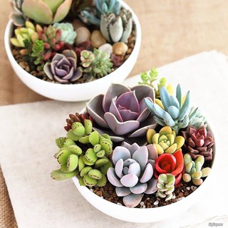 Hạt giống sen đá mix màu ( 200 hạt )
