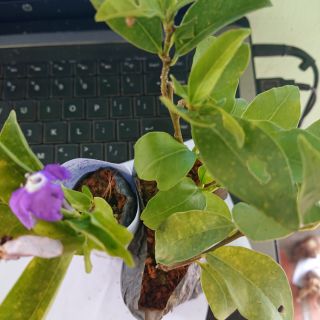 Cây giống Hoa Nhài Nhật