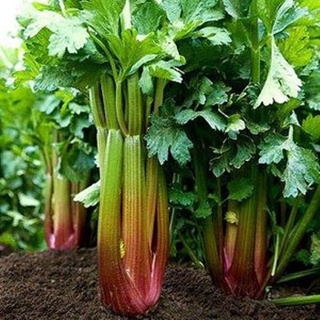 Hạt giống cần tây tím (Nội địa Trung). 3 gr/gói
