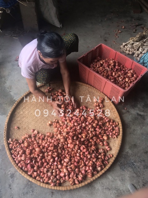 HÀNH TA - HÀNH KHÔ - HÀNH HẢI DƯƠNG - HÀNH BẮC