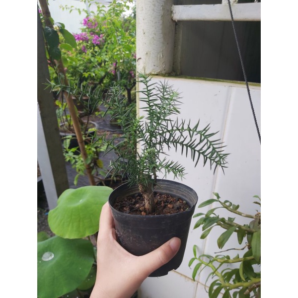 Cây tùng bồng lai (xương cá)(gốc to như hình)