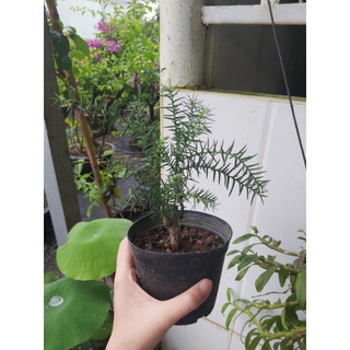 Cây tùng bồng lai (xương cá)