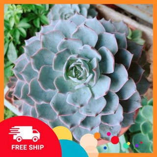 Sen Đá Hồng Phấn Size Đại