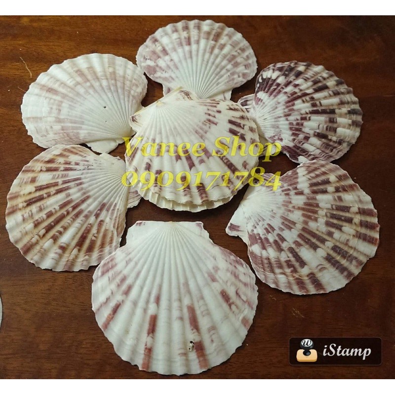 Vỏ sò điệp 100gr