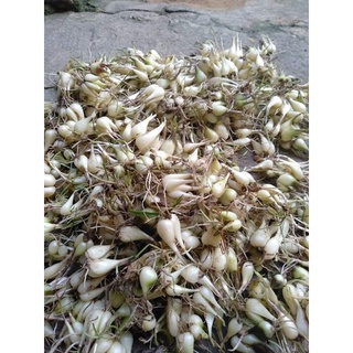 1 kg củ kiệu - củ kiệu già thơm ngon giòn làm giống hoặc làm dưa muối