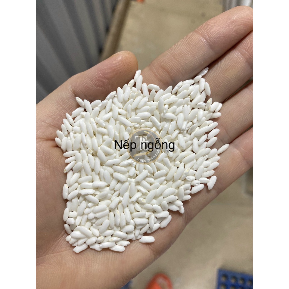 Gạo nếp Ngỗng dẻo mềm thơm ngon 2kg HCM