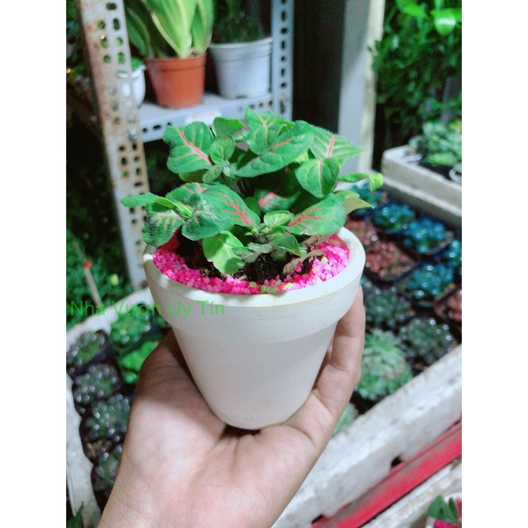 Chậu Cây Lá May Mắn Gân Đỏ