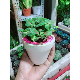 Chậu Cây Lá May Mắn Gân Đỏ