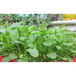 Hạt giống rau Cải ngọt cao sản