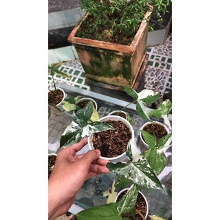Syngonium Albo - Trầu bà Var