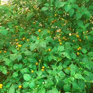 cây giống ớt peru (charapita)