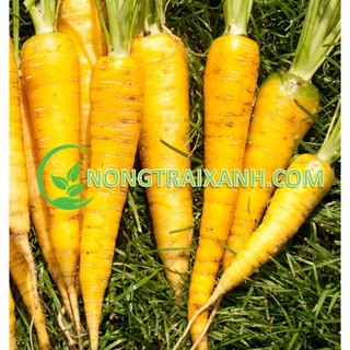 1000h - hạt giống cà rốt vàng chịu nhiệt