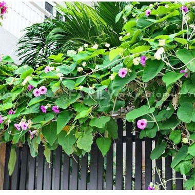 15 Hạt Giống Cây TRÂM BẦU (bạc thau): Công dụng, cách dùng và địa chỉ mua uy tín nhất