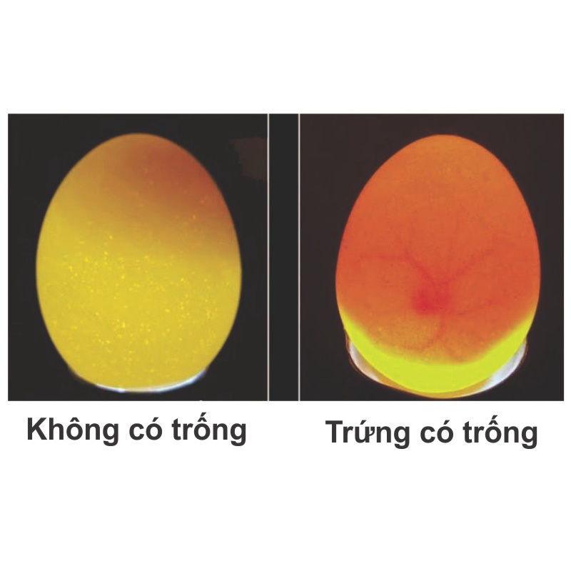 Đèn soi trứng chuyên dụng
