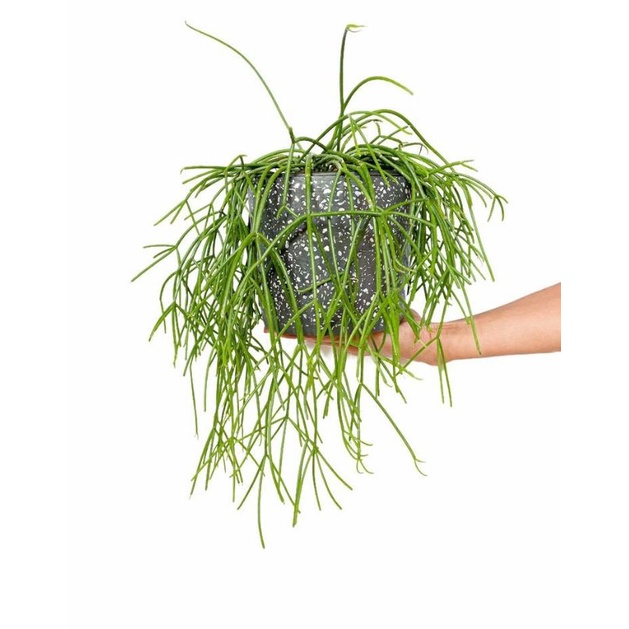 Chậu cứng Rhipsalis baccifera - xương rồng liễu rũ