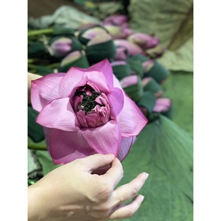 Trà ướp bông sen Tây Hồ Abcsen Tea