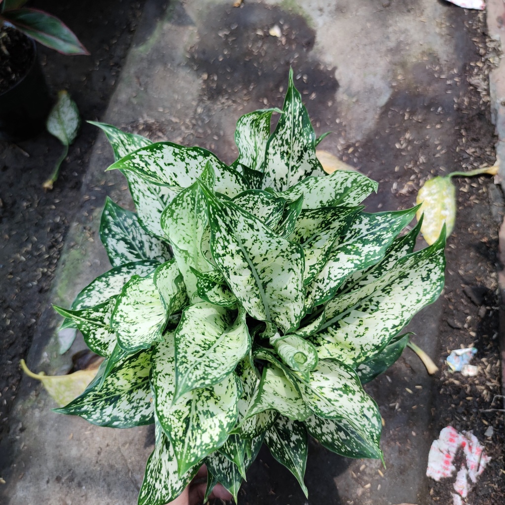 Cây ngọc ngân lá trắng xanh loại chậu bầu cao 30cm