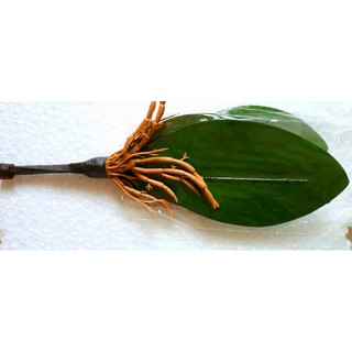 LÁ LAN CAO SU