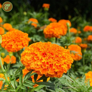 Hạt giống Cúc Vạn Thọ Đỏ Cam