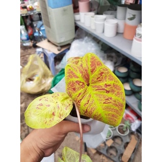 Cây Mon cảnh - Cây Muống Nhật