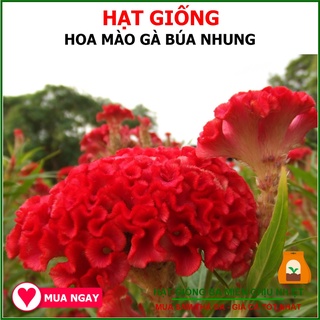 Hạt Giống Hoa Mào Gà Búa Hồng Nhung