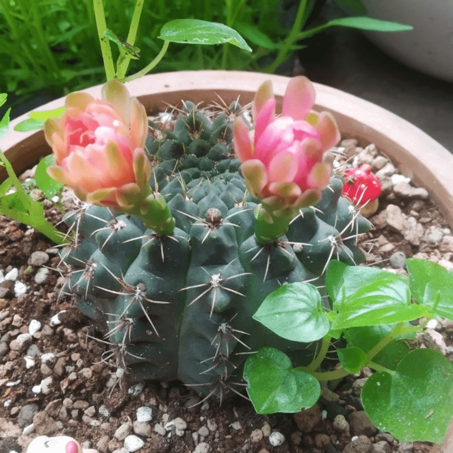 Soil Mix BA - giá thể, đất trồng xương rồng, sen đá cao cấp chính hãng -