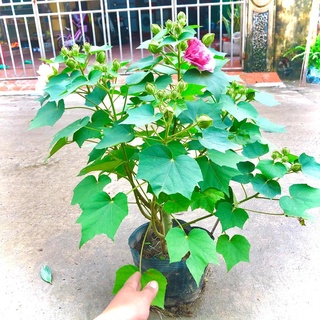 8.10 cây hoa phù dung đổi màu đang nụ hoa cao 60-70 cm