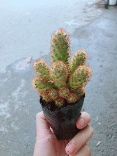 Xương Rồng Thạch Trụ