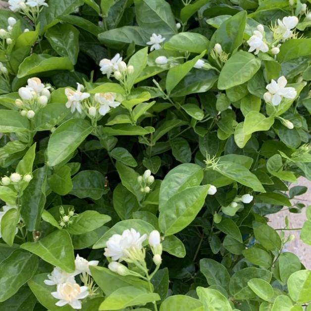[CÂY HOA LÀI] Cây hoa nhài ta size to bán kính 40cm hoa nở quanh năm, cực kì sai hoa và nụ, trồng trang trí sân vườn